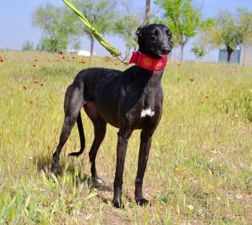 Photo de AIDA, un lévrier en attente d adoption