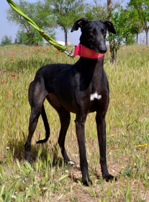Photo de AIDA, un lévrier en attente d adoption
