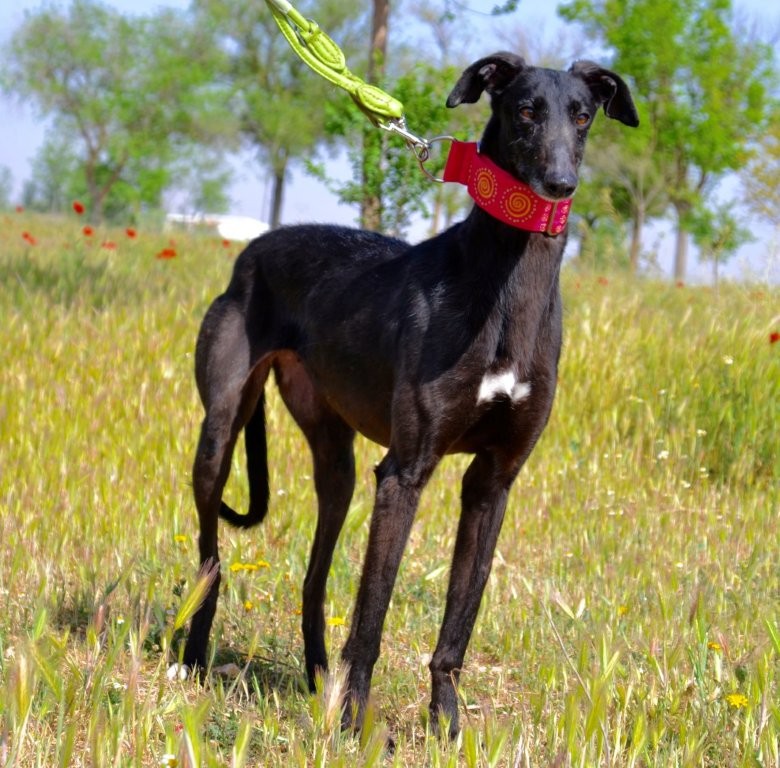 Photo de AIDA, un lévrier en attente d adoption