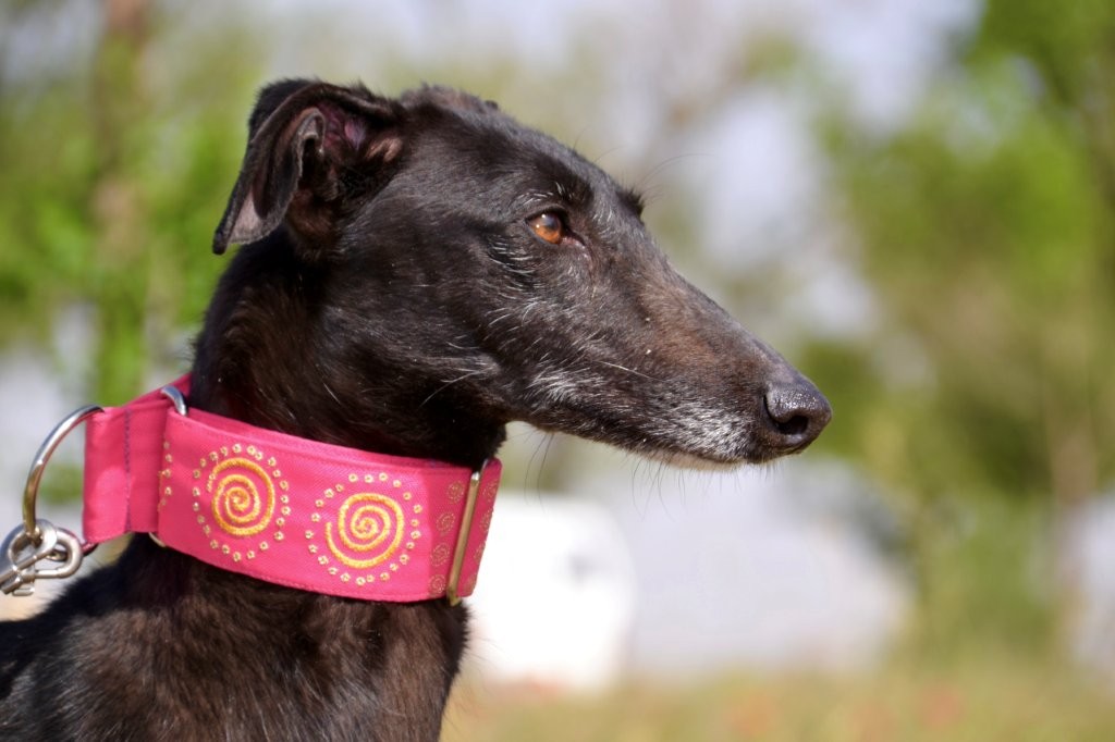 Photo de AIDA, un lévrier en attente d adoption
