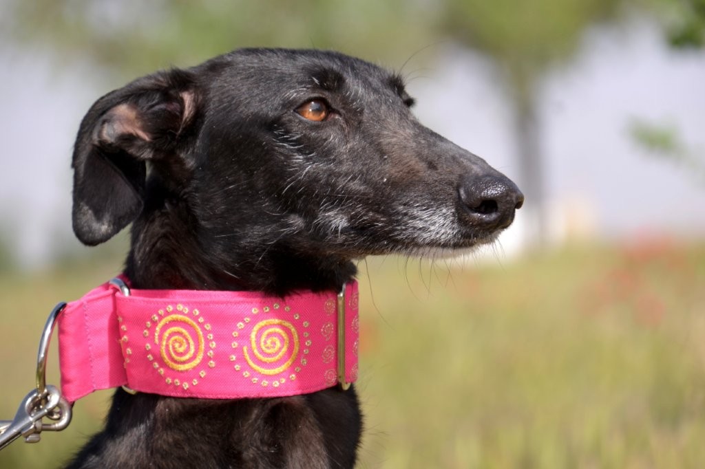 Photo de AIDA, un lévrier en attente d adoption