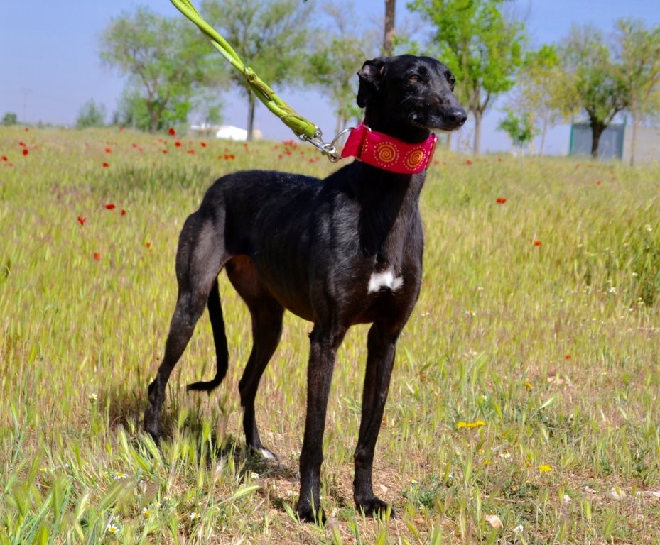 Photo de AIDA, un lévrier en attente d adoption
