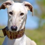 Photo de ALBERTO, un lévrier à adopté