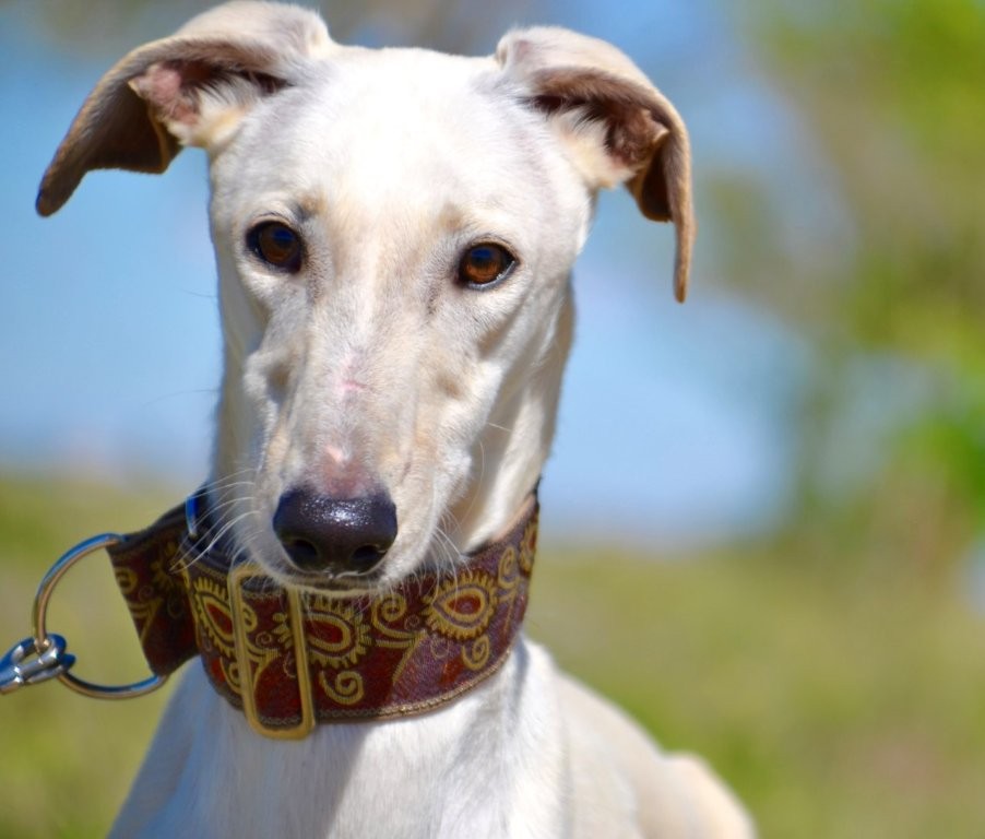 Photo de ALBERTO, un lévrier en attente d adoption