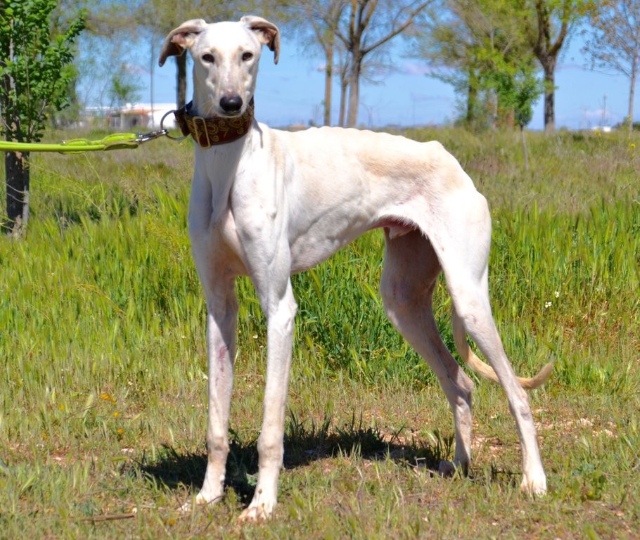 Photo de ALBERTO, un lévrier en attente d adoption