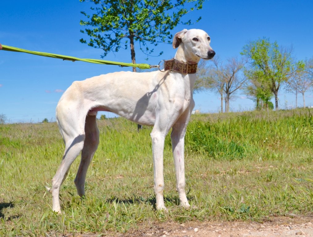 Photo de ALBERTO, un lévrier en attente d adoption