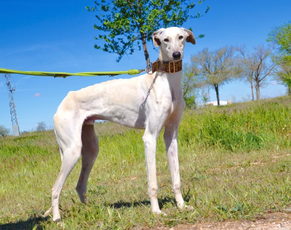 Photo de ALBERTO, un lévrier en attente d adoption