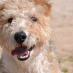 Photo de DRAGO, un lévrier à adopté