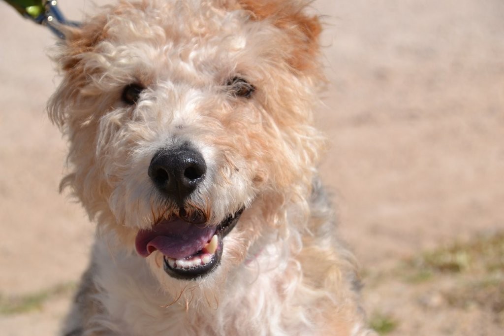 Photo de DRAGO, un lévrier en attente d adoption