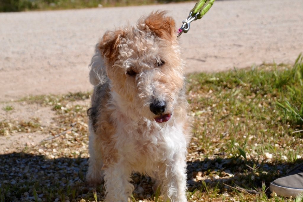 Photo de DRAGO, un lévrier en attente d adoption