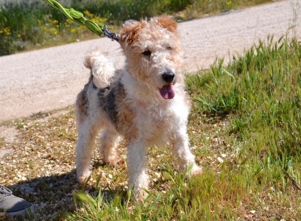 Photo de DRAGO, un lévrier en attente d adoption