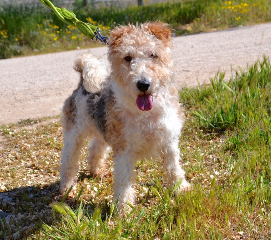 Photo de DRAGO, un lévrier en attente d adoption