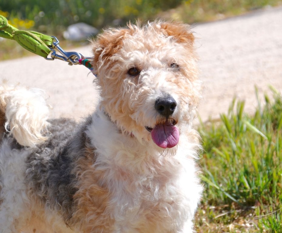 Photo de DRAGO, un lévrier en attente d adoption