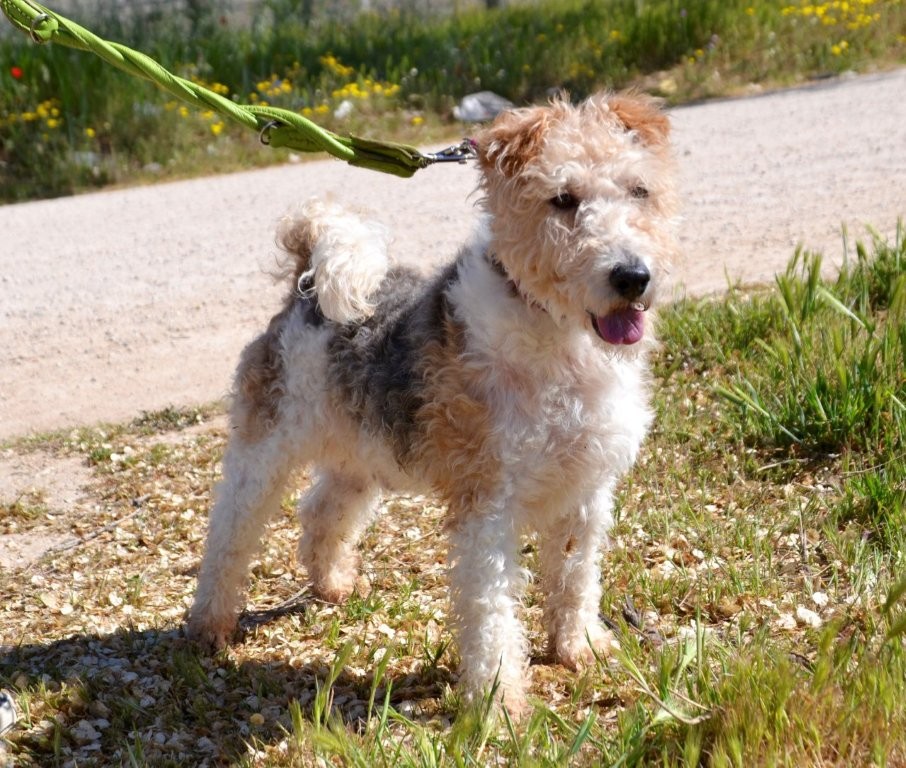 Photo de DRAGO, un lévrier en attente d adoption