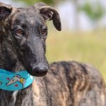 Photo de EVANIA, un lévrier à adopté