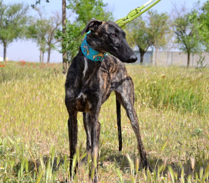 Photo de EVANIA, un lévrier en attente d adoption