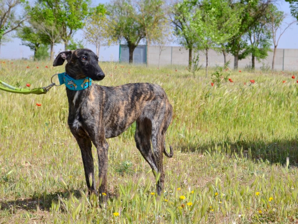 Photo de EVANIA, un lévrier en attente d adoption