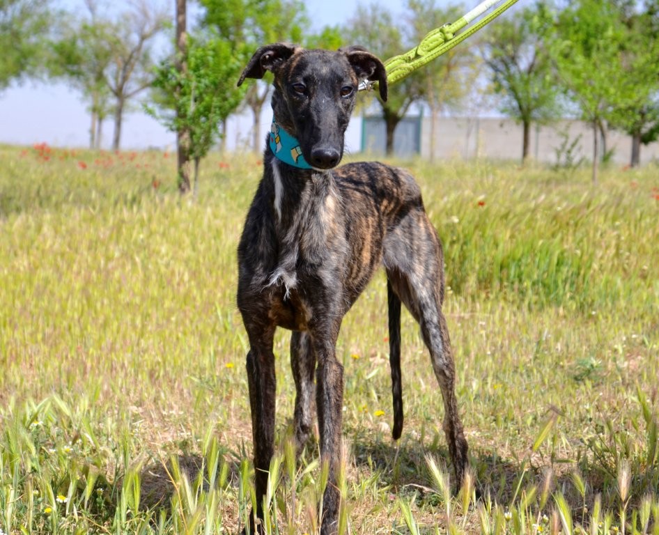 Photo de EVANIA, un lévrier en attente d adoption