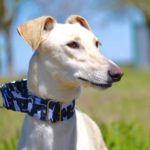 Photo de GODOY, un lévrier à adopté