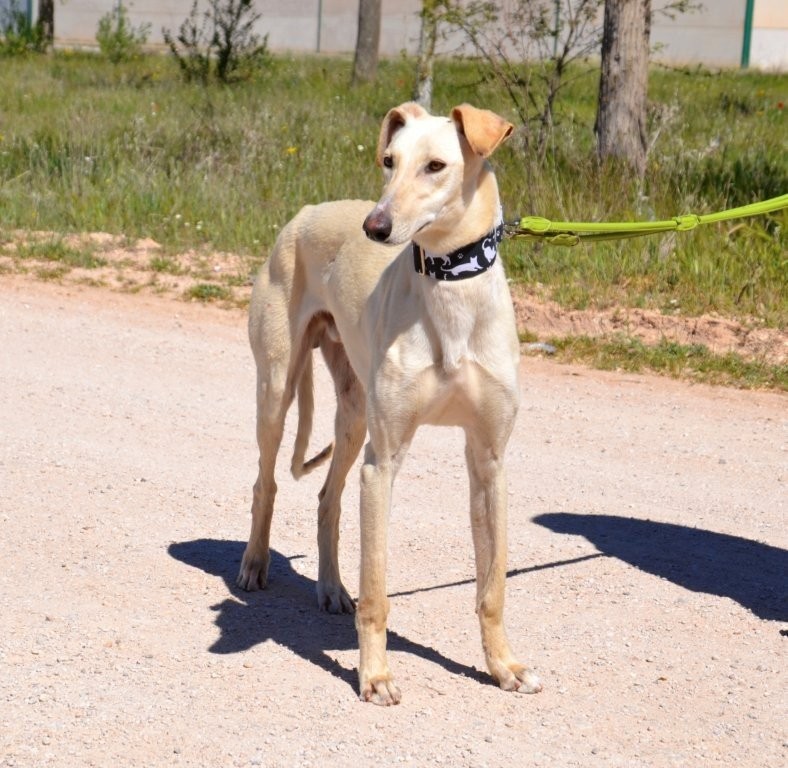Photo de GODOY, un lévrier en attente d adoption