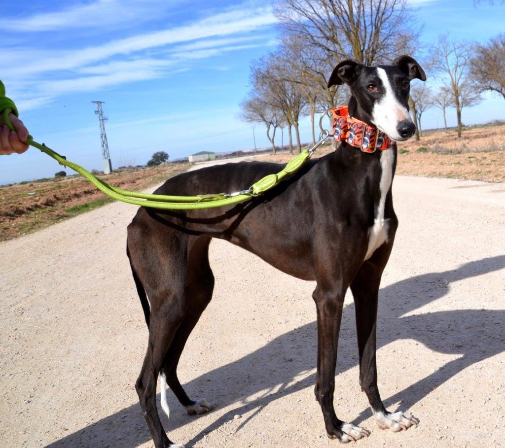 Photo de LILI, un lévrier en attente d adoption