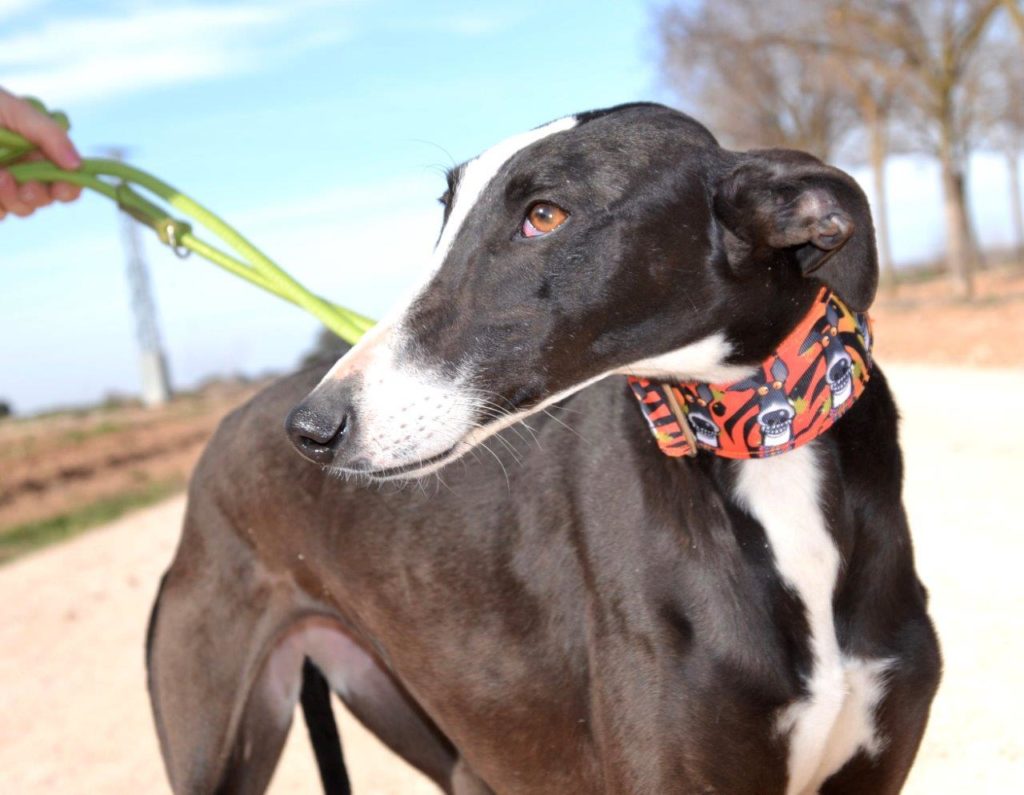 Photo de LILI, un lévrier en attente d adoption