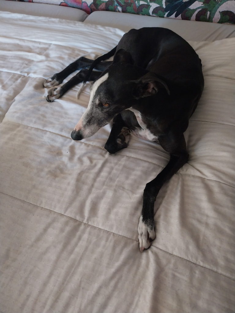Photo de LILI, un lévrier en attente d adoption