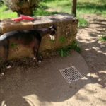 Photo de LILI, un lévrier à adopté