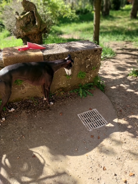 Photo de LILI, un lévrier en attente d adoption