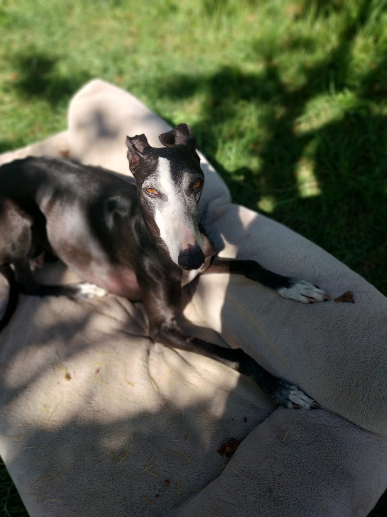 Photo de LILI, un lévrier en attente d adoption