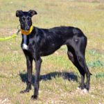 Photo de LYS, lévrier qui à été adopté