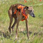 Photo de MUYAL, un lévrier à adopté
