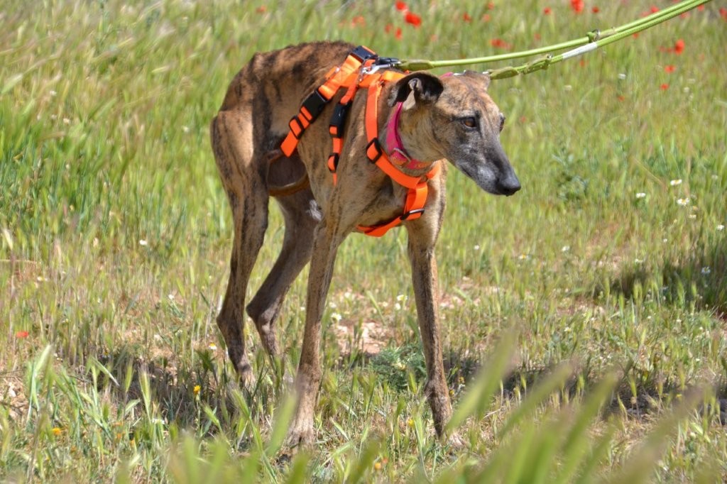 Photo de MUYAL, un lévrier en attente d adoption