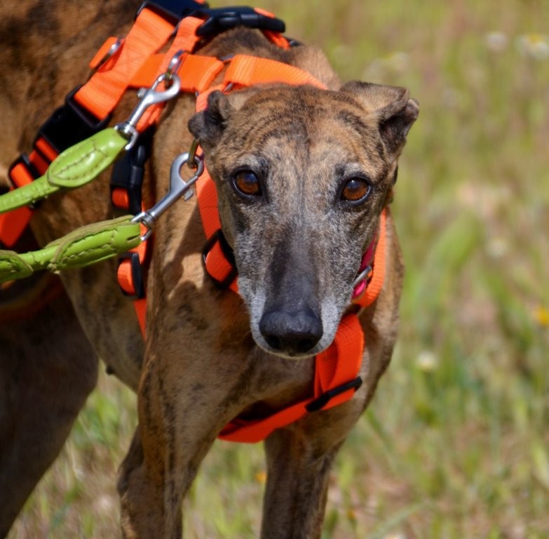 Photo de MUYAL, un lévrier en attente d adoption