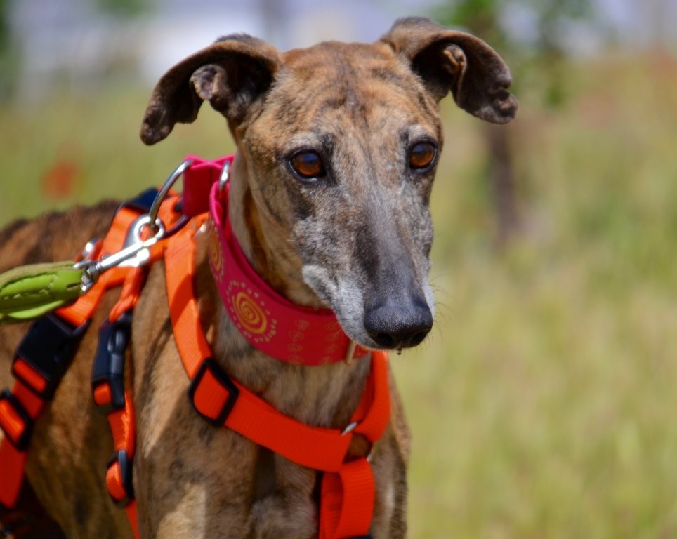 Photo de MUYAL, un lévrier en attente d adoption