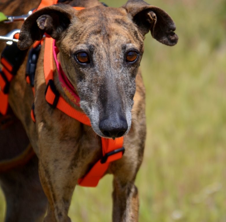 Photo de MUYAL, un lévrier en attente d adoption