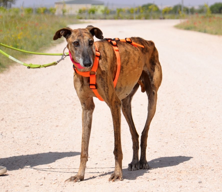 Photo de MUYAL, un lévrier en attente d adoption
