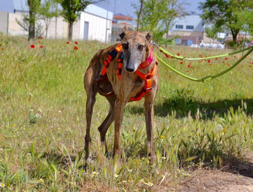 Photo de MUYAL, un lévrier en attente d adoption