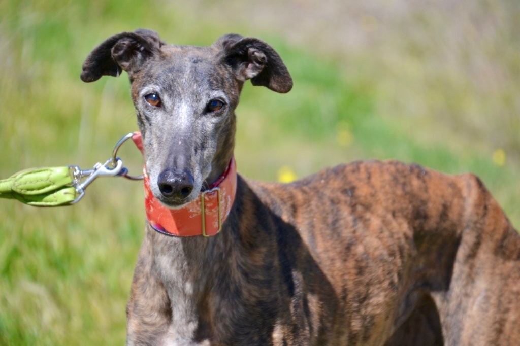 Photo de PRADA, un lévrier en attente d adoption