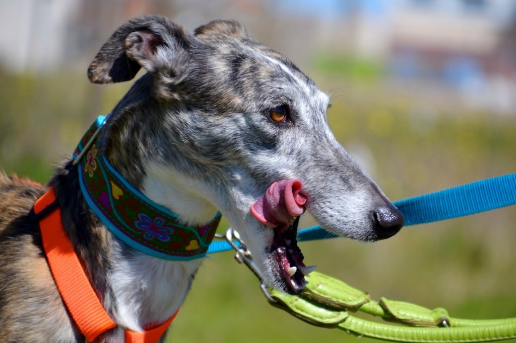 Photo de PRADA, un lévrier en attente d adoption