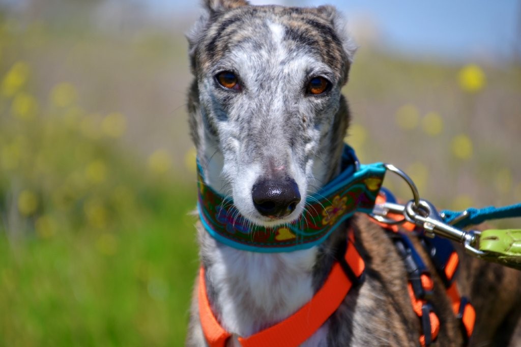 Photo de PRADA, un lévrier en attente d adoption