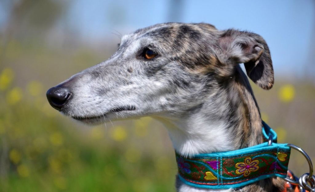 Photo de PRADA, un lévrier en attente d adoption