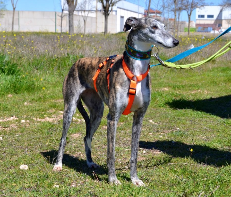 Photo de PRADA, un lévrier en attente d adoption