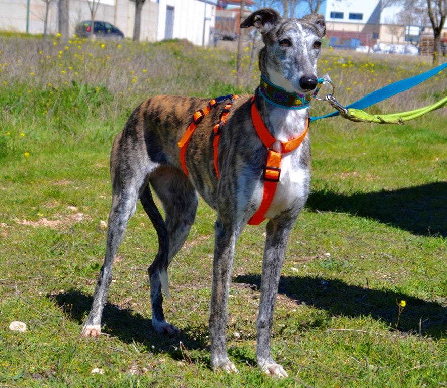 Photo de PRADA, un lévrier en attente d adoption