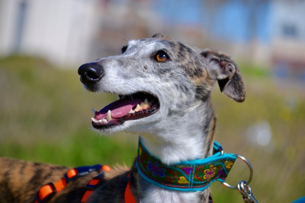 Photo de PRADA, un lévrier en attente d adoption