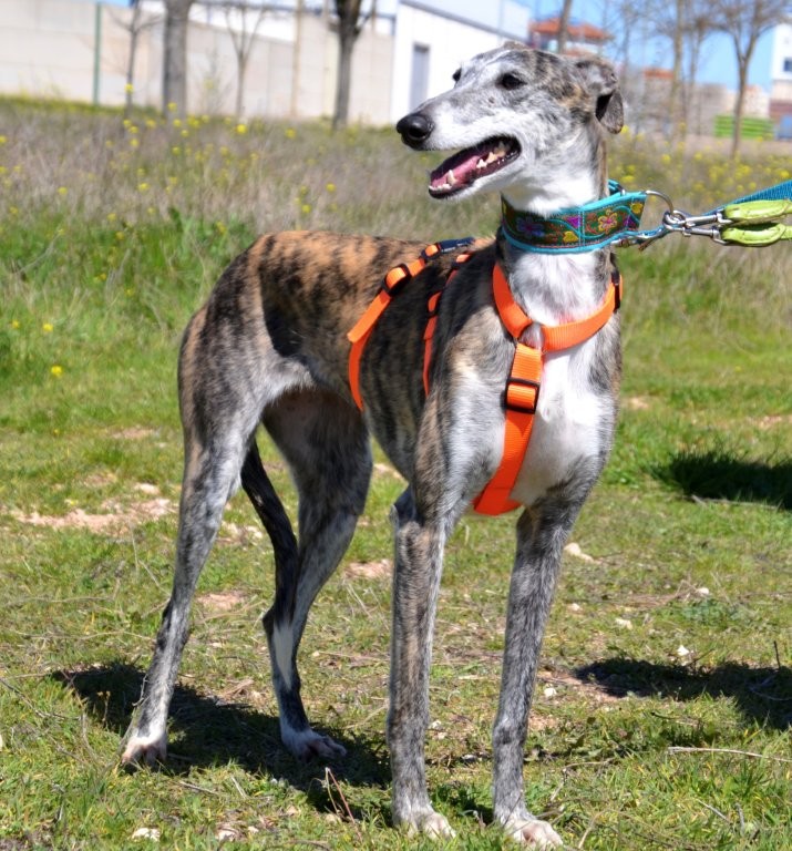 Photo de PRADA, un lévrier en attente d adoption