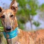 Photo de TENORIO, un lévrier à adopté