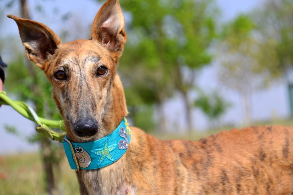 Photo de TENORIO, un lévrier en attente d adoption