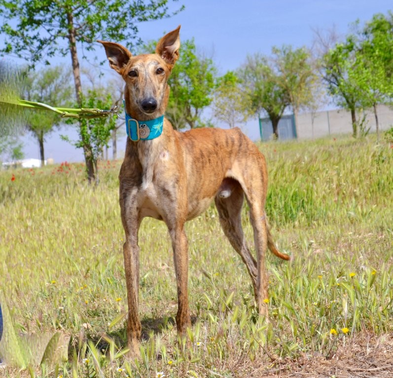 Photo de TENORIO, un lévrier en attente d adoption