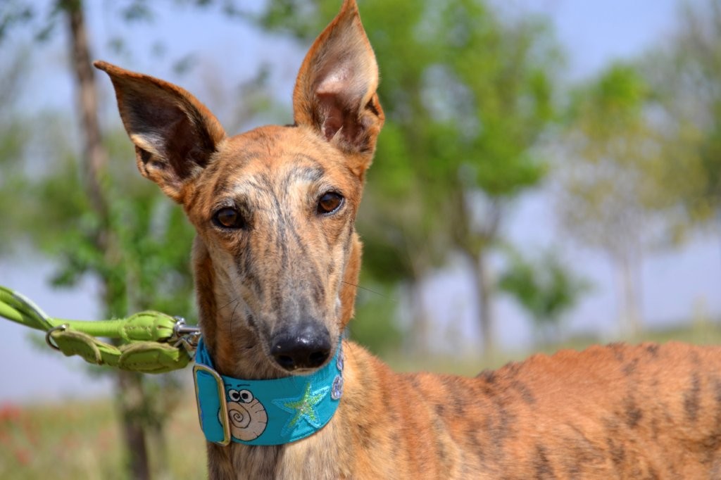Photo de TENORIO, un lévrier en attente d adoption